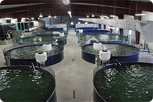 Aquaculture Design and Build Services