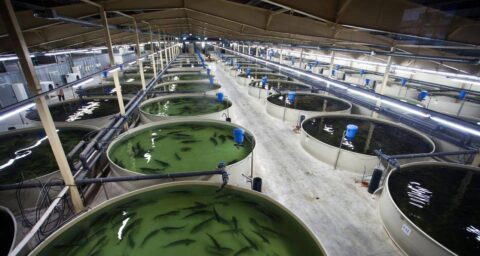 Fish Feeding Systems | Aquacare